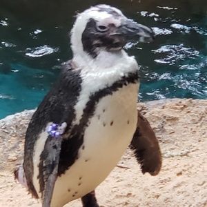 Meet your Posher, Doug